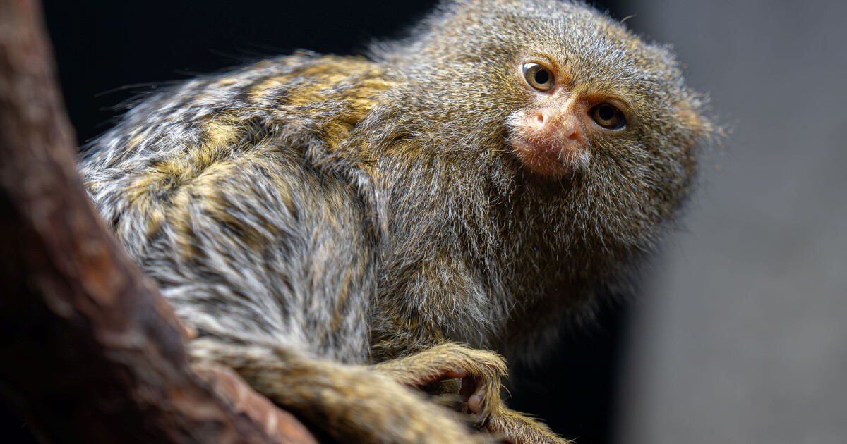 Kosman, zdroj: Zoo Olomouc