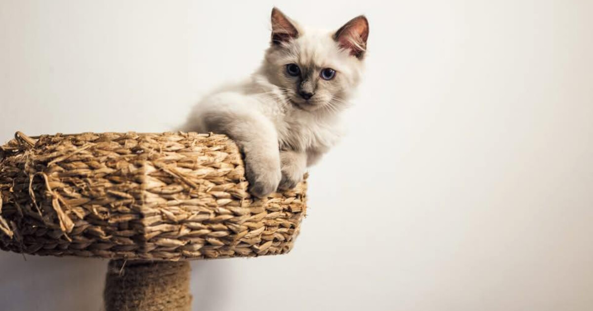 zdroj: Facebook CoffeeCat