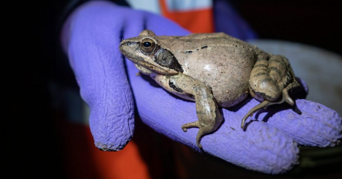 zdroj: Žabí hlídka