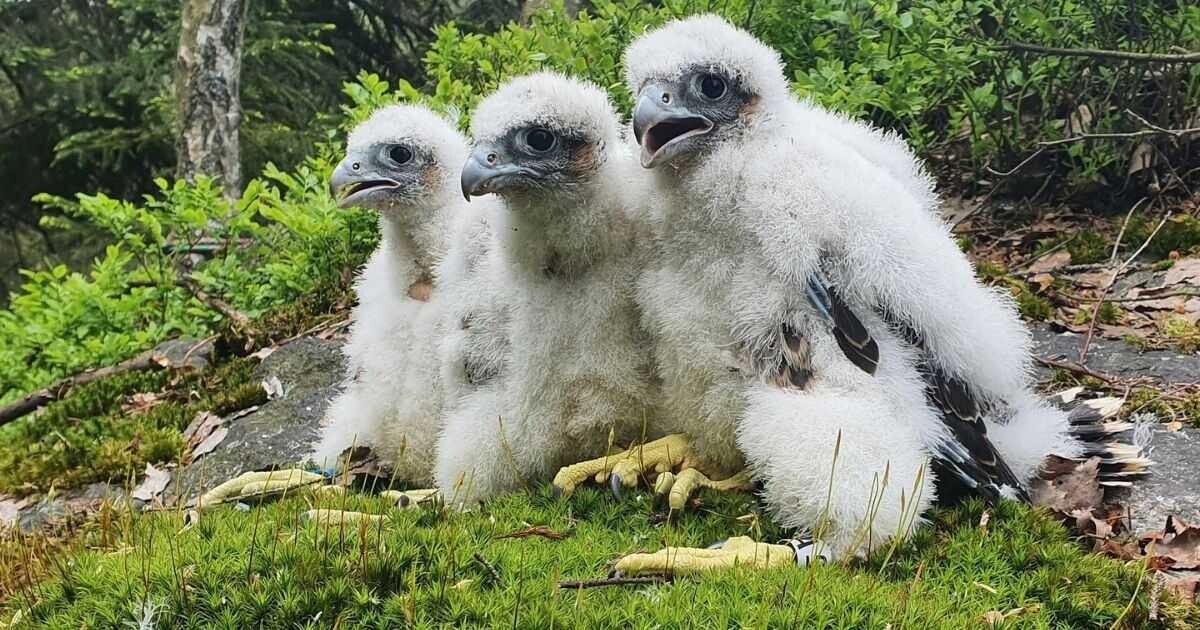 Ilustrační foto: sokolí mláďata ve stáří 30 dní, foto: Petr Šaj, AOPK ČR