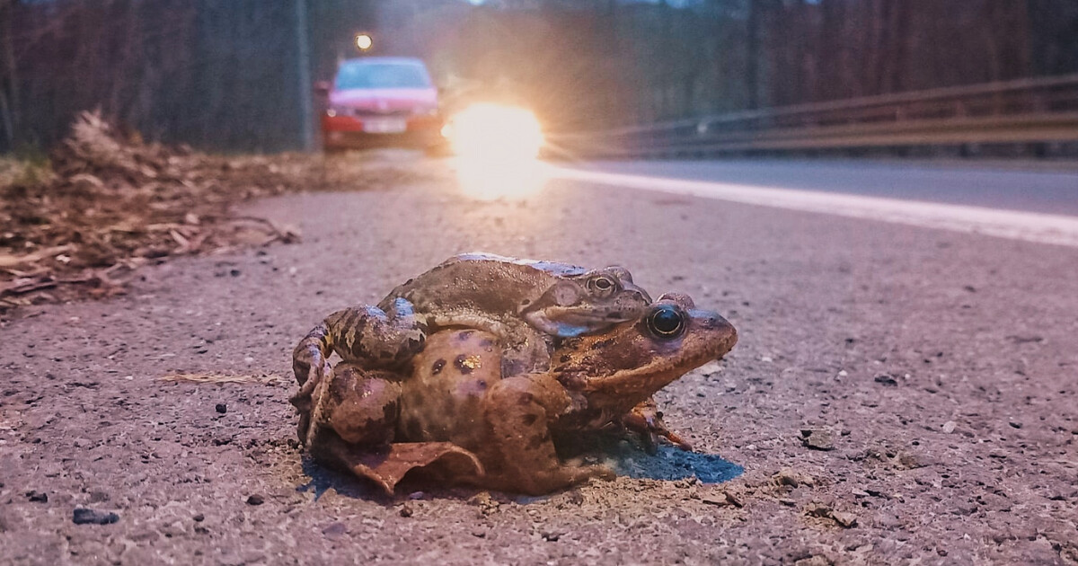 zdroj: CHKO Jeseníky (Facebook)