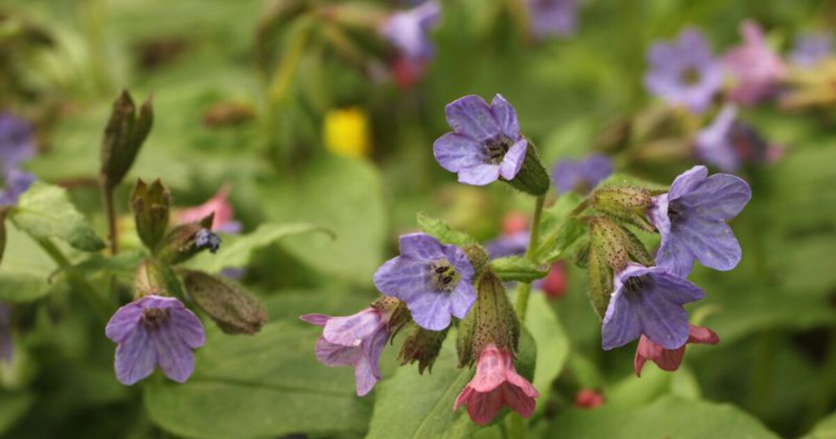 zdroj: Litovelské Pomoraví