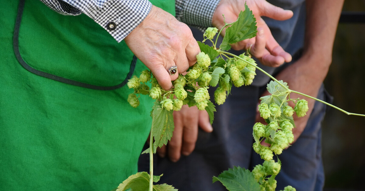 Ilustrační foto, zdroj: Pixabay
