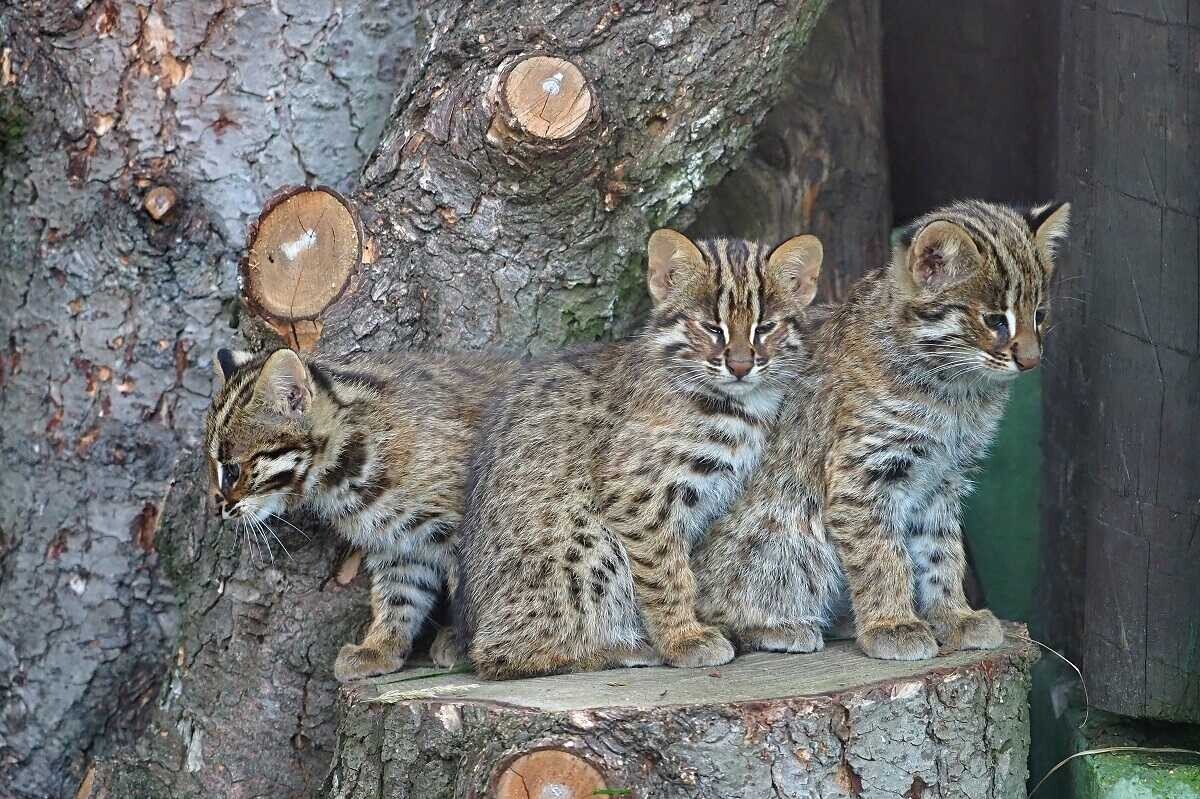 Mládě kočky krátkouché, foto: ZOO Olomouc