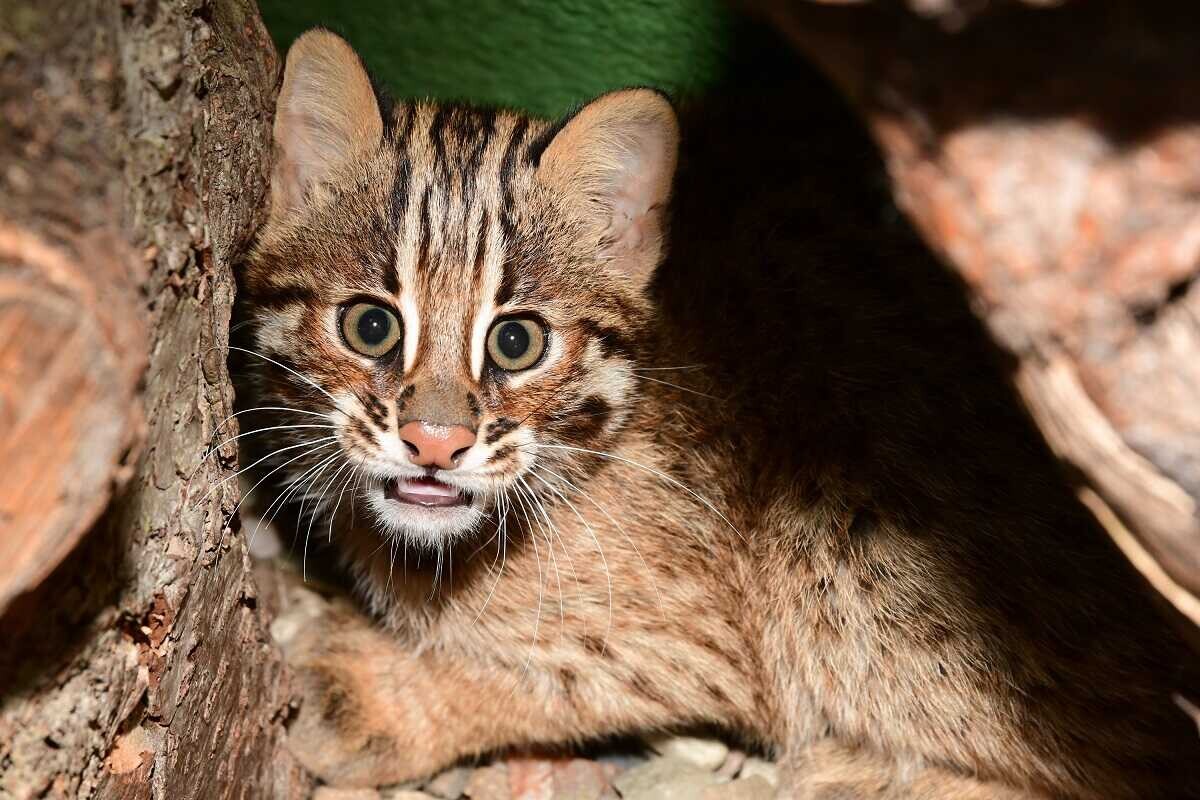 Mládě kočky krátkouché, foto: ZOO Olomouc