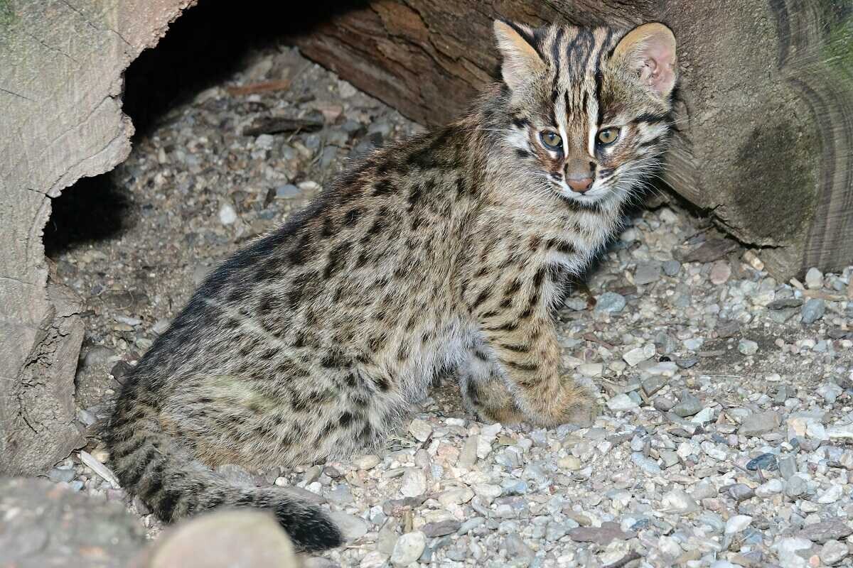 Mládě kočky krátkouché, foto: ZOO Olomouc