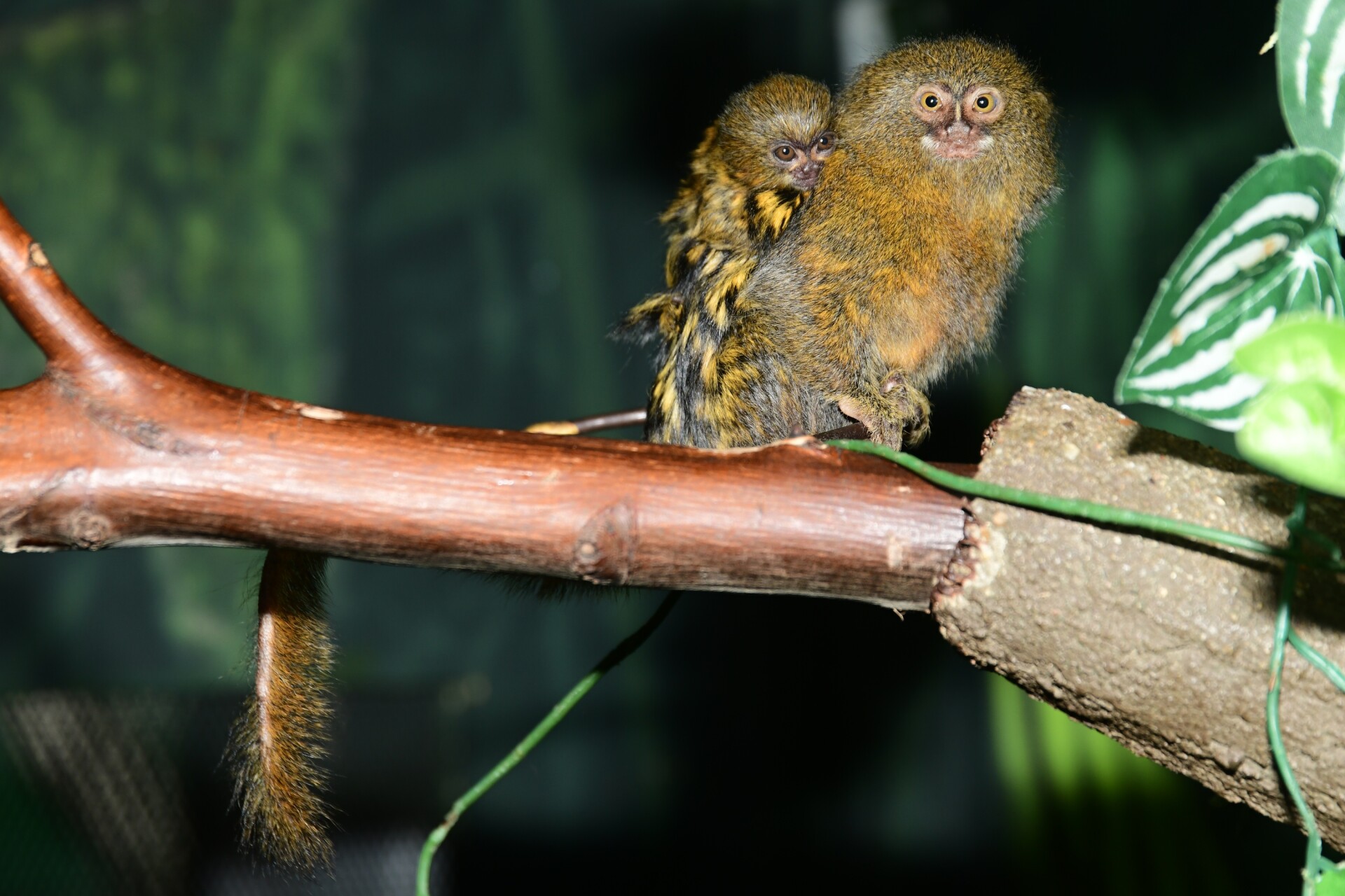 Foto: Zoo Olomouc