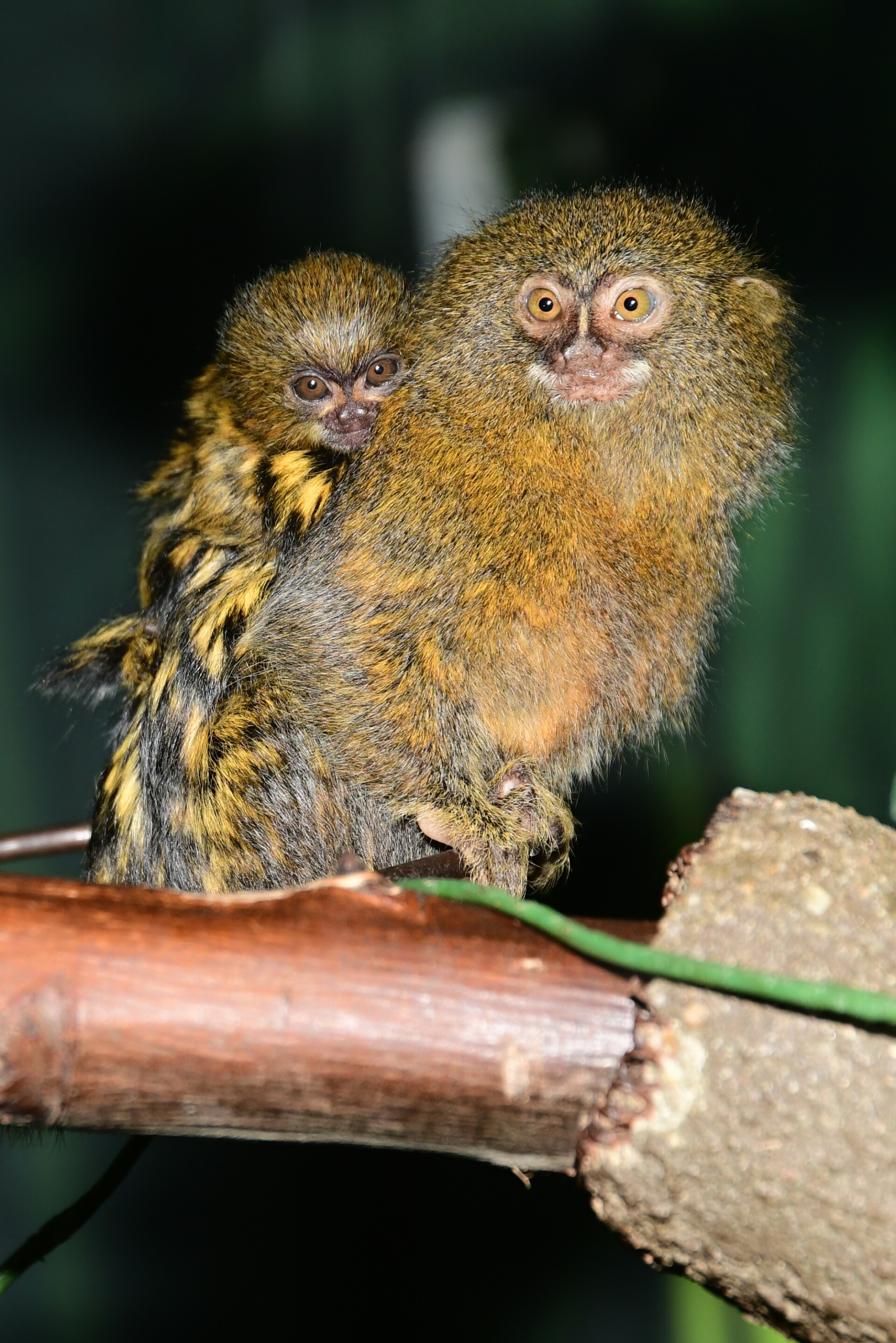 Foto: Zoo Olomouc