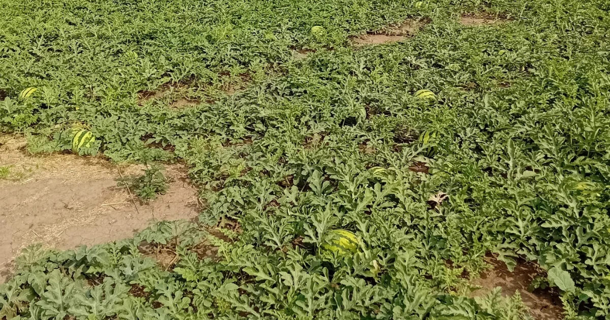 zdroj: samosběr zeleniny Vojnice