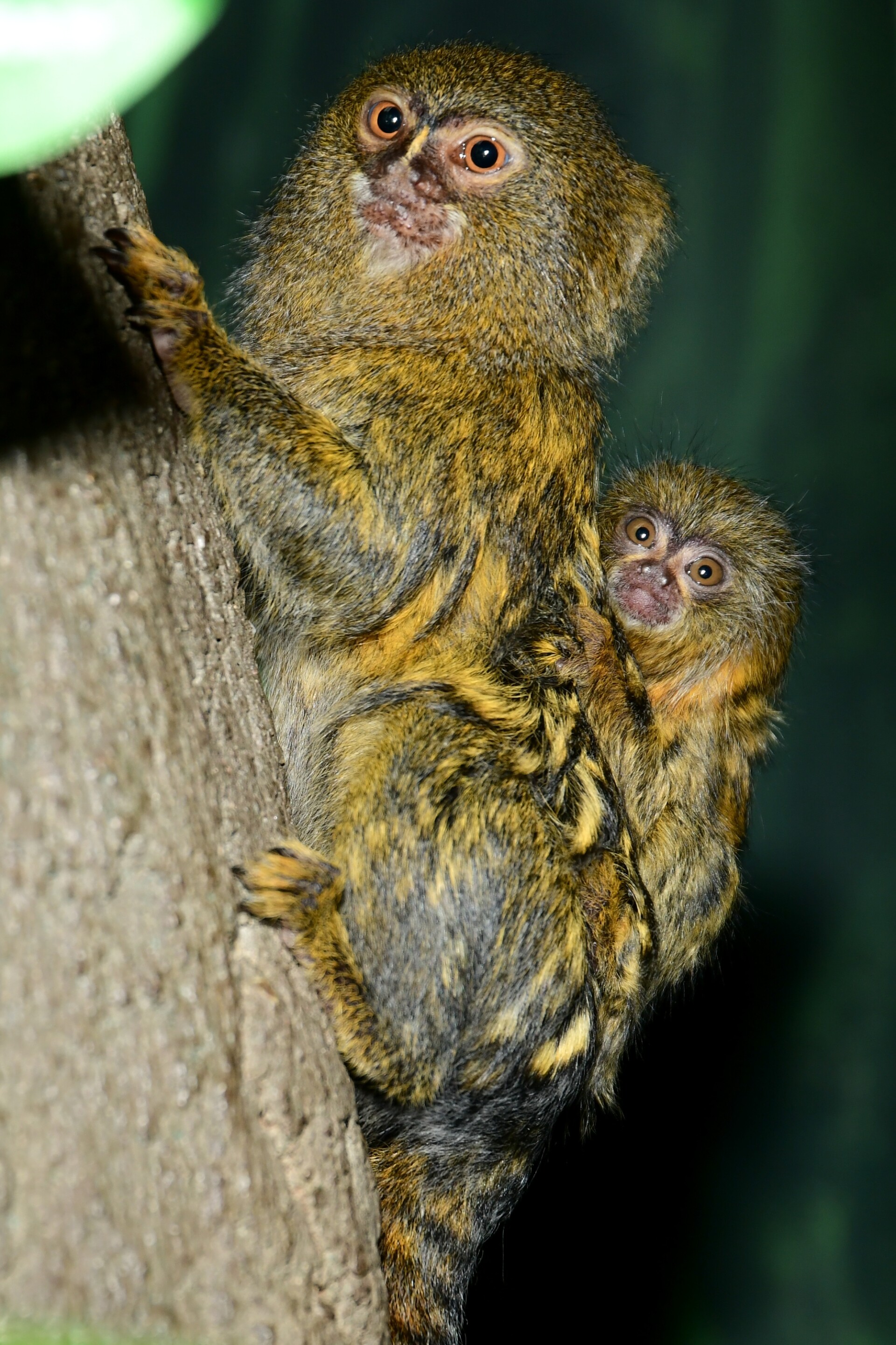 Foto: Zoo Olomouc