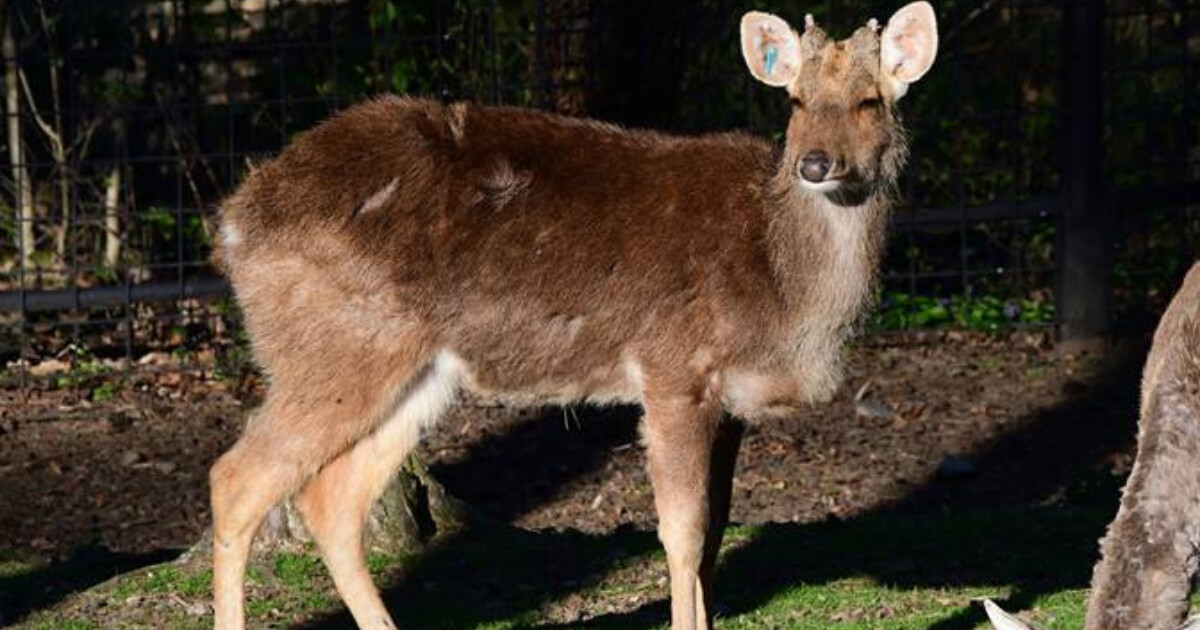 Jelen barasinga, zdroj: Zoo Olomouc