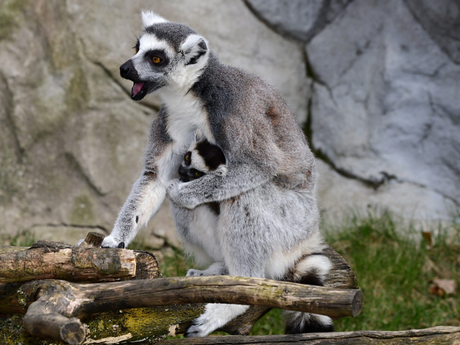 Lemur Kata. Zdroj: Zoo Olomouc