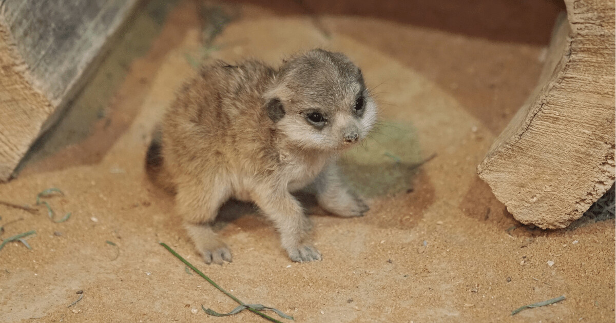 Foto: Zoo Olomouc