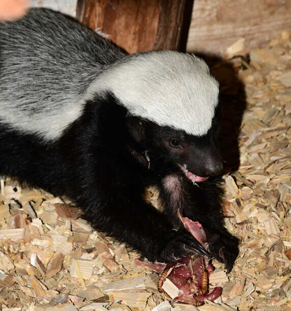 Pětiměsíční mládě medojeda kapského, foto. ZOO Olomouc
