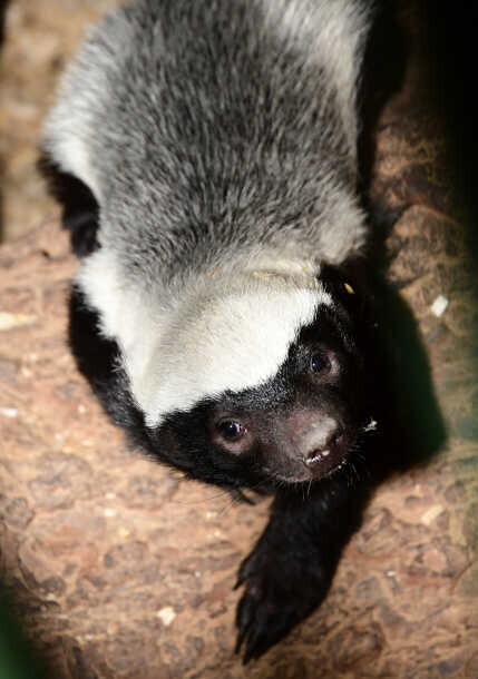 Pětiměsíční mládě medojeda kapského, foto. ZOO Olomouc