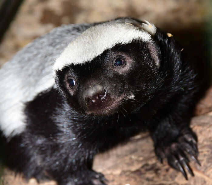 Pětiměsíční mládě medojeda kapského, foto. ZOO Olomouc