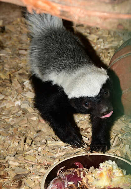Pětiměsíční mládě medojeda kapského, foto. ZOO Olomouc