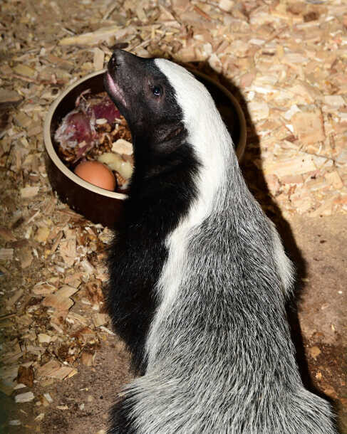 Pětiměsíční mládě medojeda kapského, foto. ZOO Olomouc