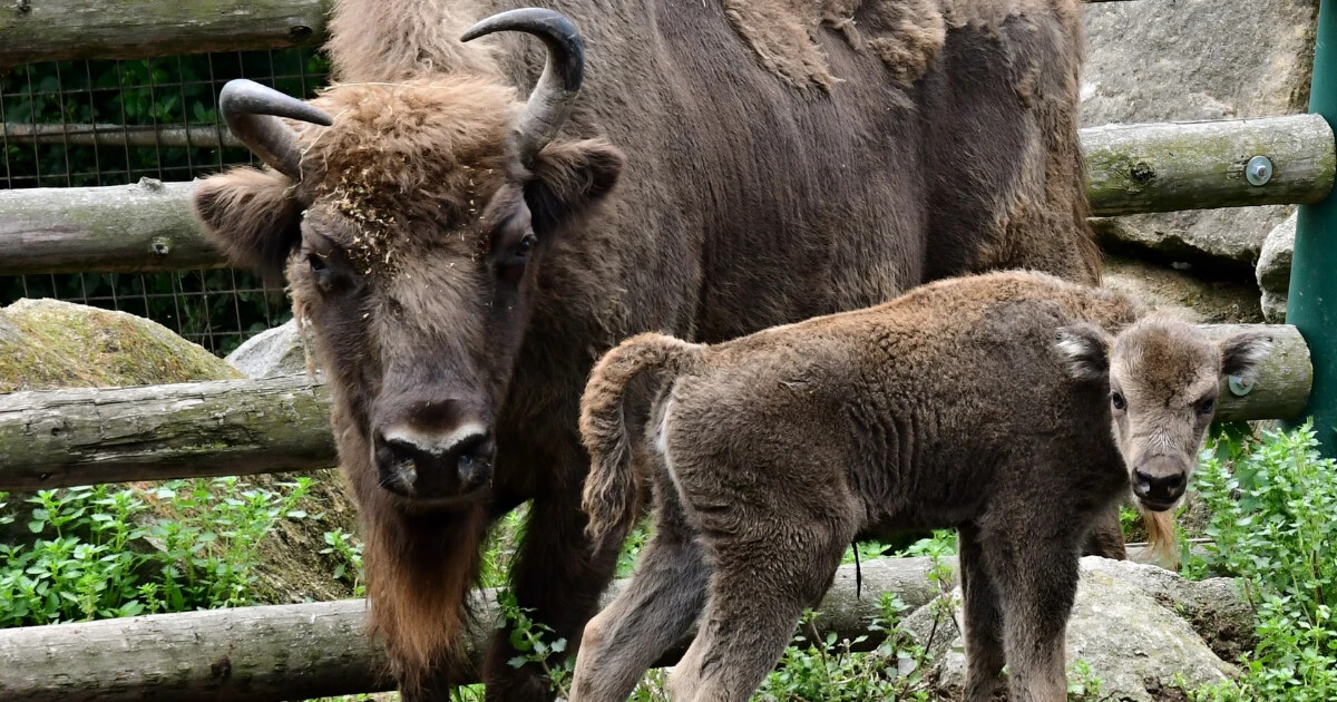 Zubři v Zoo Olomouc, zdroj: Zoo Olomouc