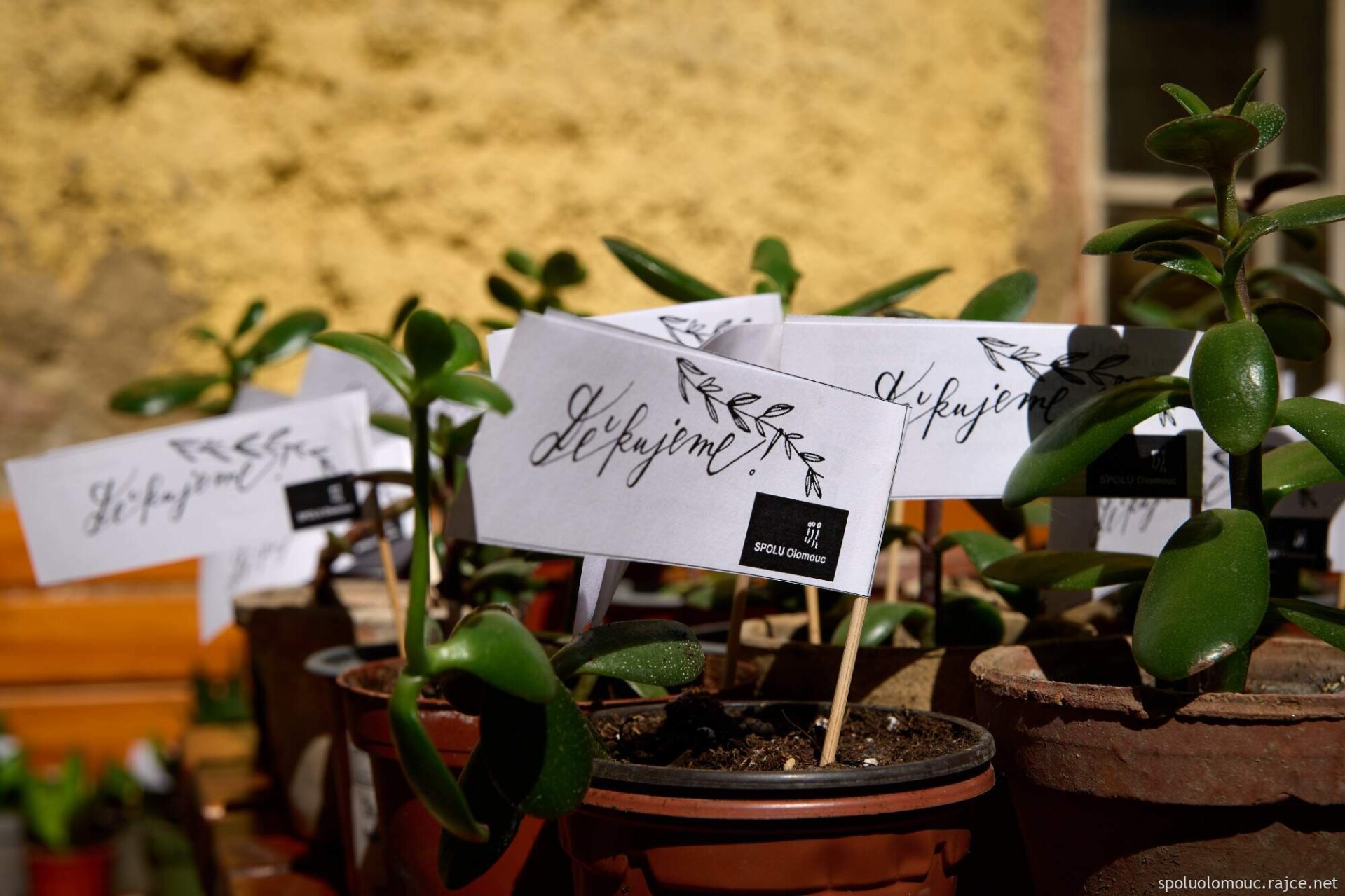 zdroj: SPOLU Olomouc