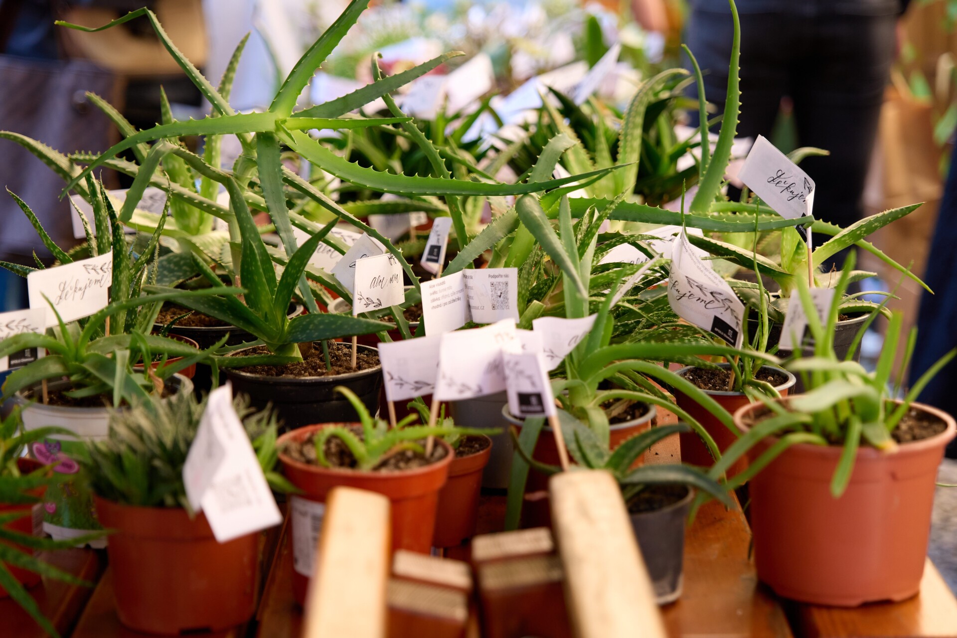 zdroj: SPOLU Olomouc