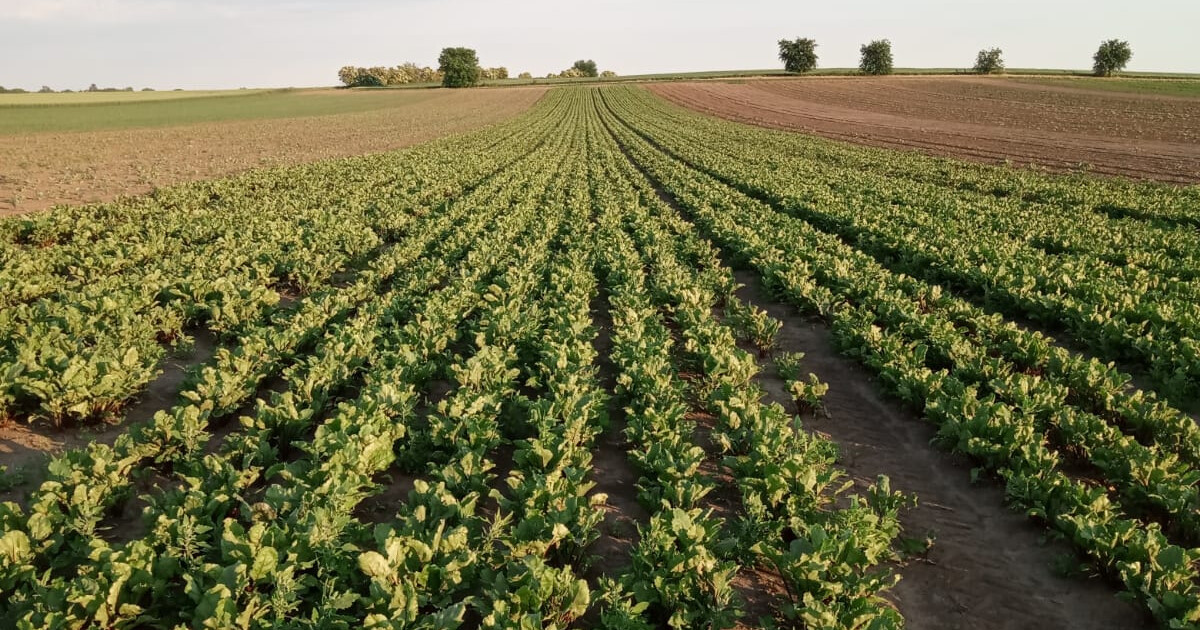 zdroj: web vojnického samosběru