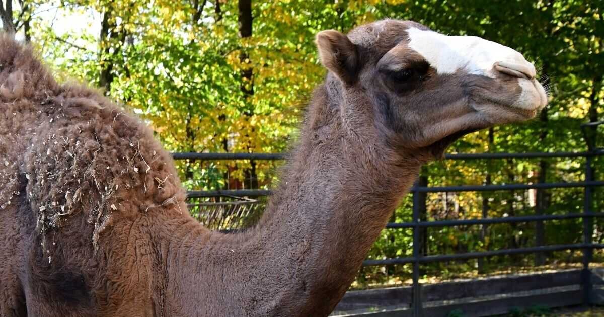 Zdroj: Zoo Olomouc