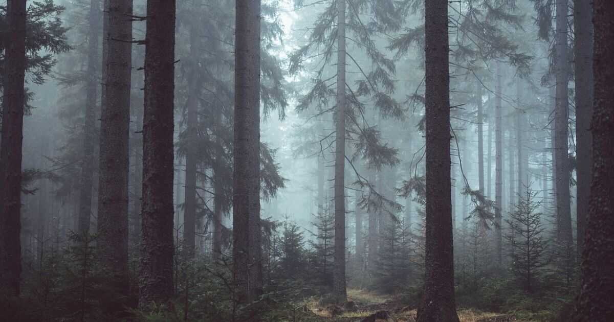 Zdroj: Pixabay.com