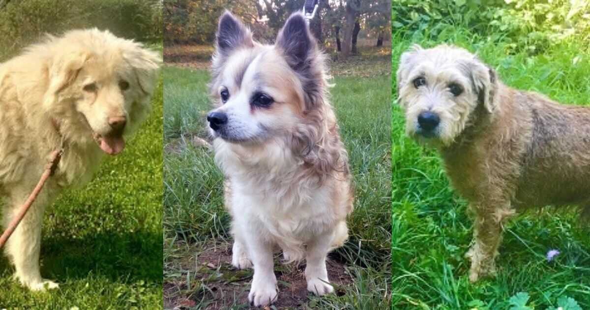 Zdroj: Útulek Voříšek 