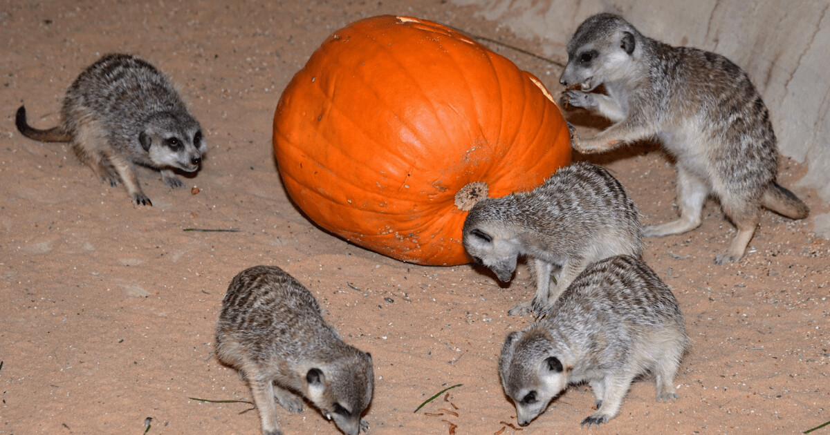 zdroj: Zoo Olomouc