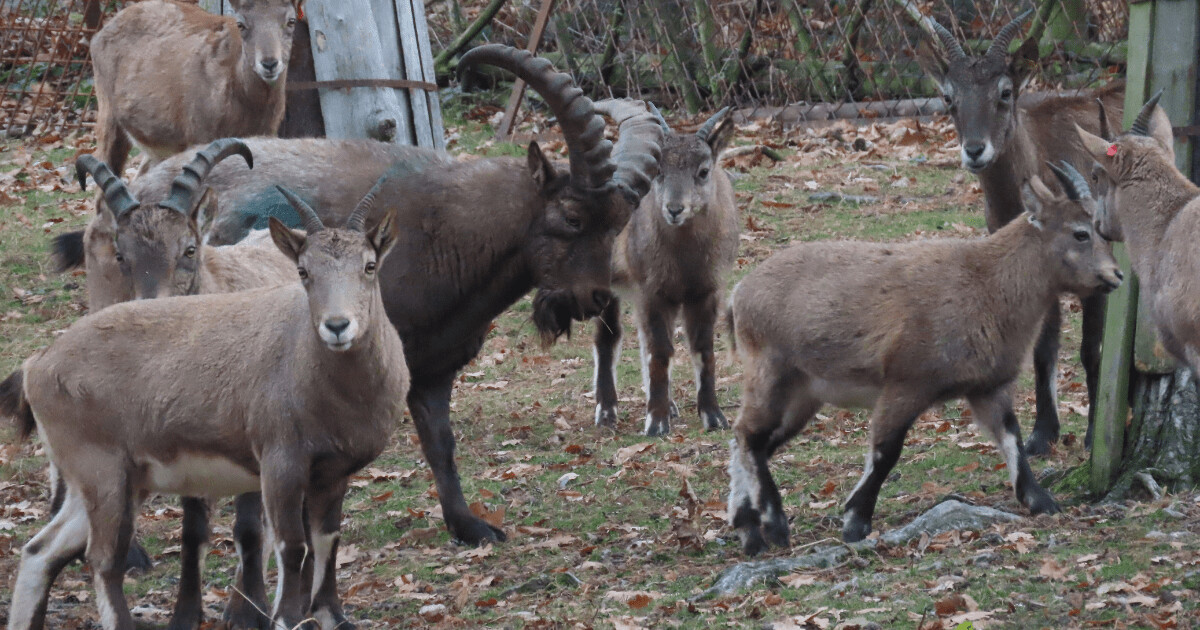 Kozorožci kavkazští, zdroj: Zoo Olomouc