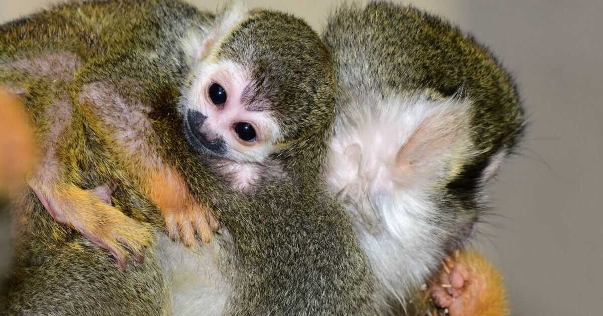 Zdroj: Zoo Olomouc