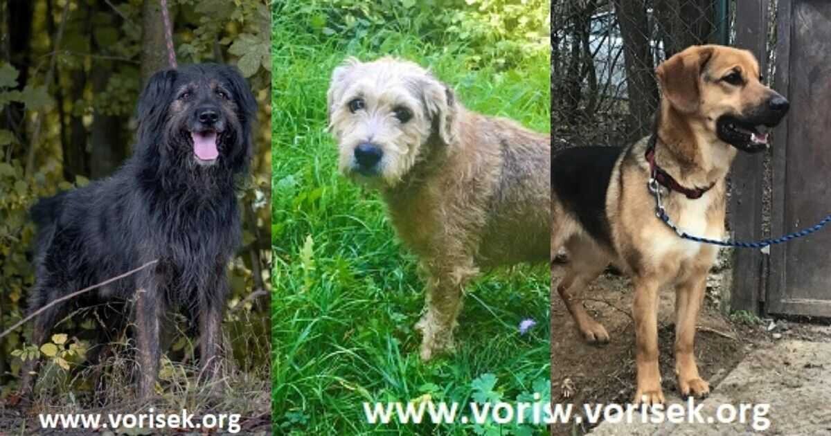 Zdroj: Útulek pro psy Voříšek