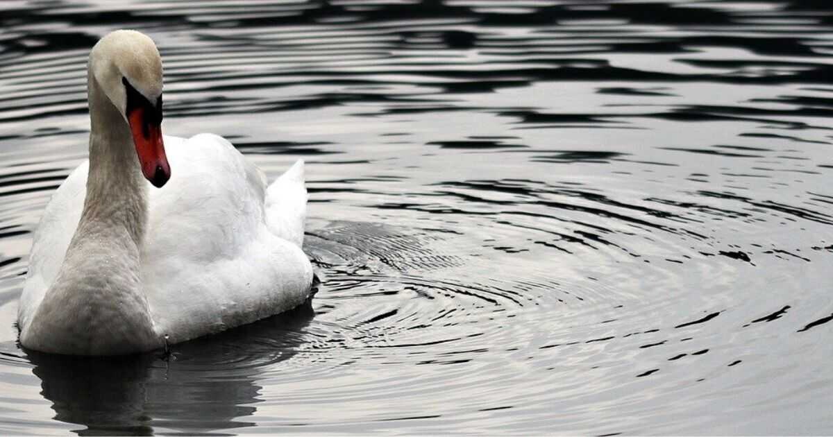 Zdroj: Pixabay.com