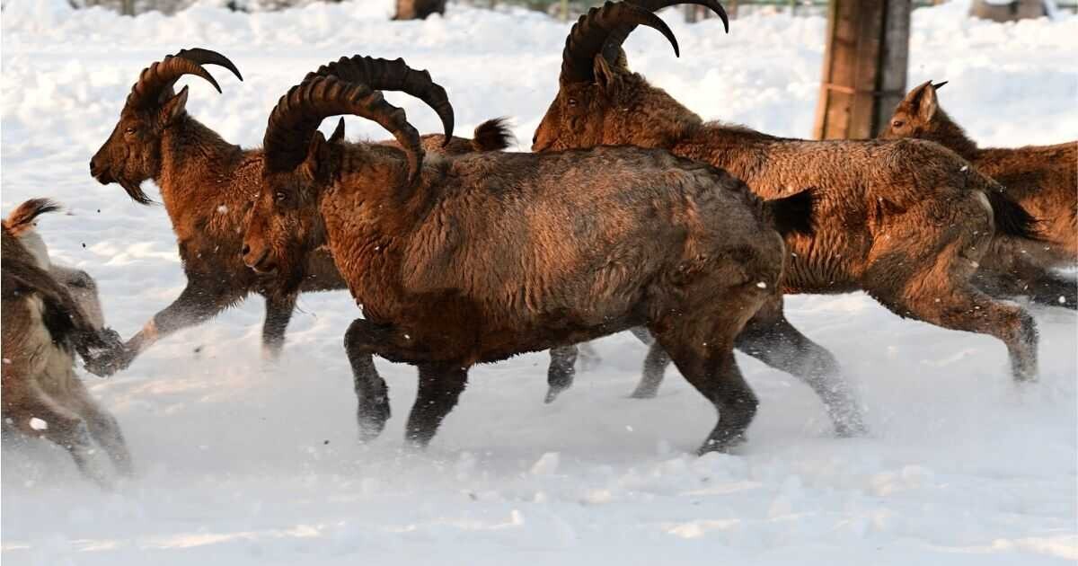 Zdroj: Zoo Olomouc