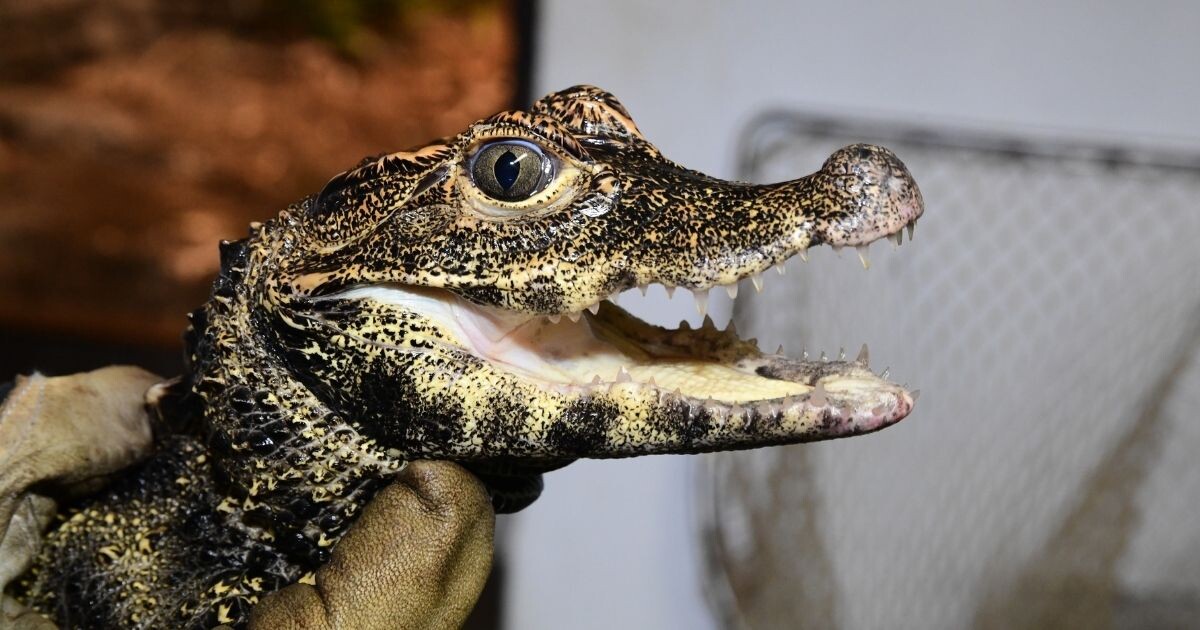 Zdroj: Zoo Olomouc