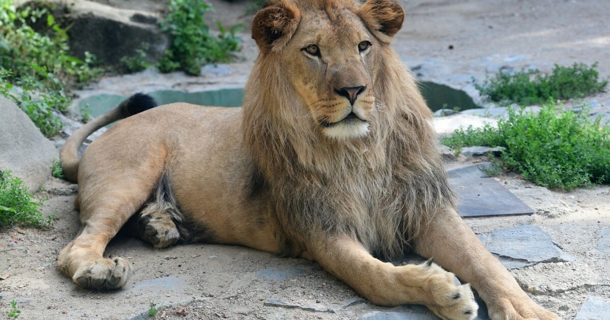Zdroj: Zoo Olomouc