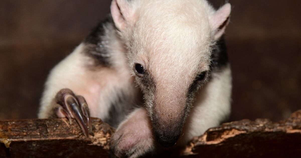 Zdroj: Zoo Olomouc 