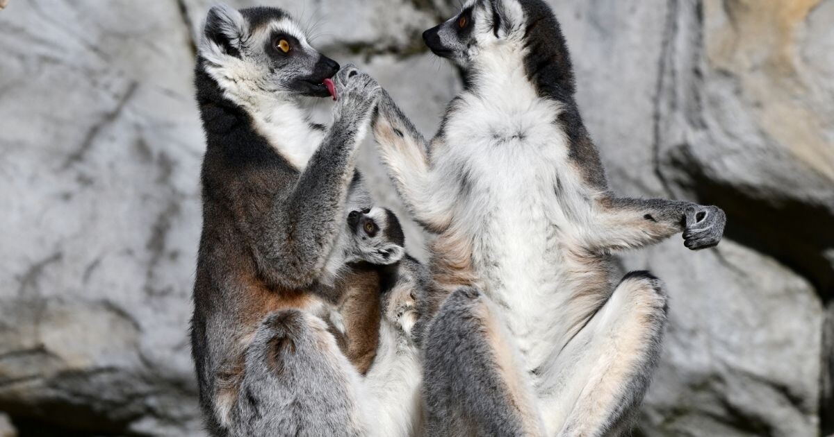 Zdroj: Zoo Olomouc