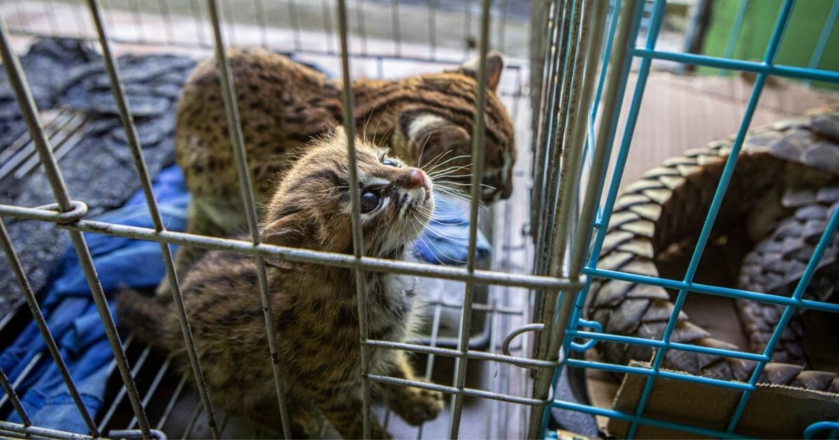 Zdroj: Lucie Čižmářová, environmetální fotografka a zooložka Zoo Olomouc
