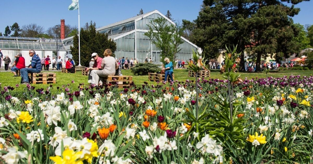 Zdroj: Flora Olomouc