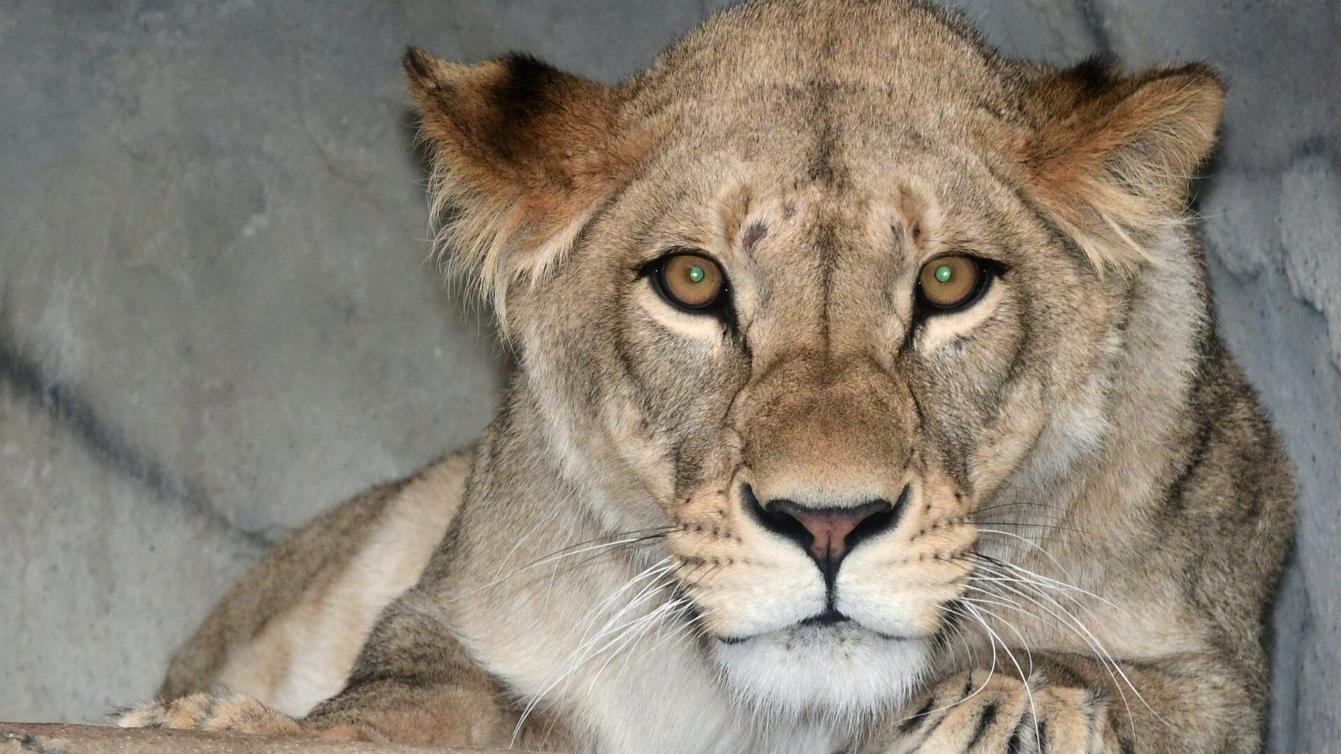 Zdroj: Zoo Olomouc
