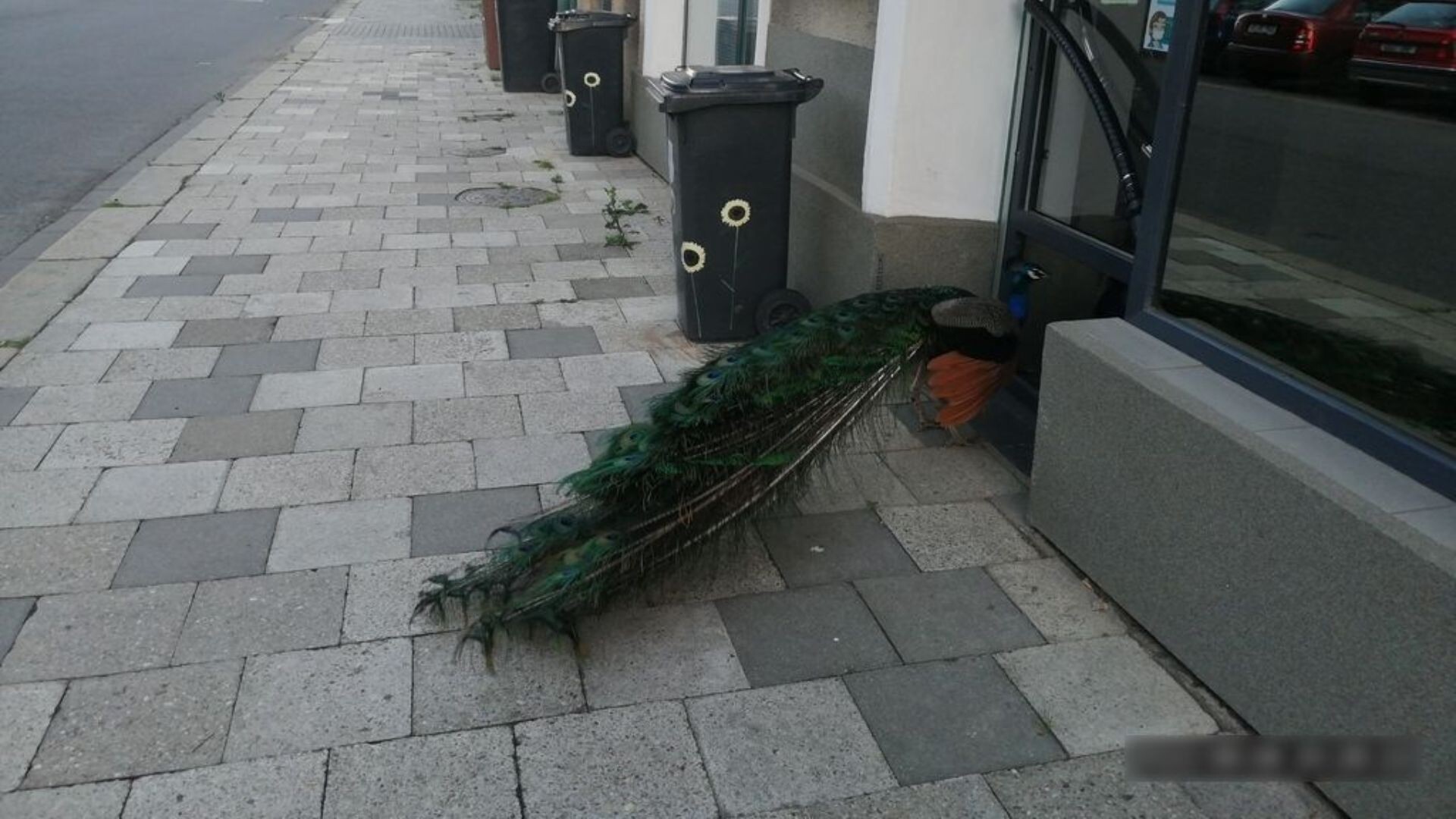 Zdroj: Městská policie Olomouc 