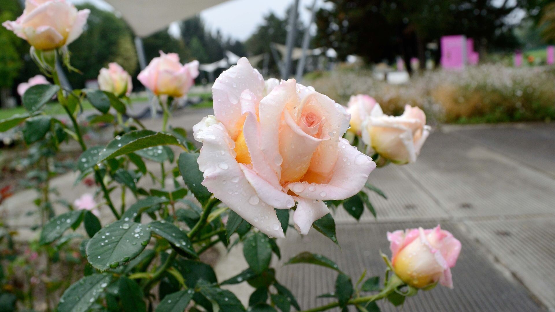 Zdroj: Flora Olomouc 