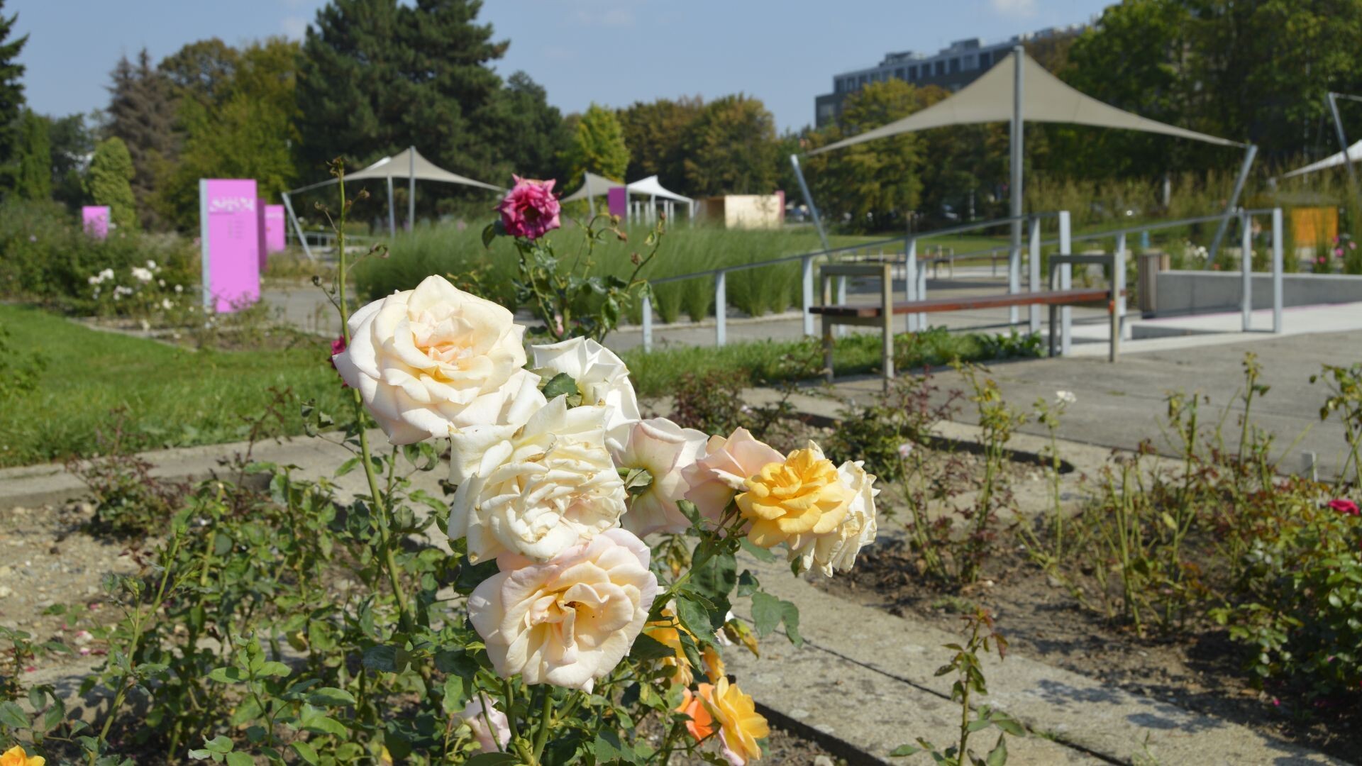 Zdroj: Flora Olomouc 