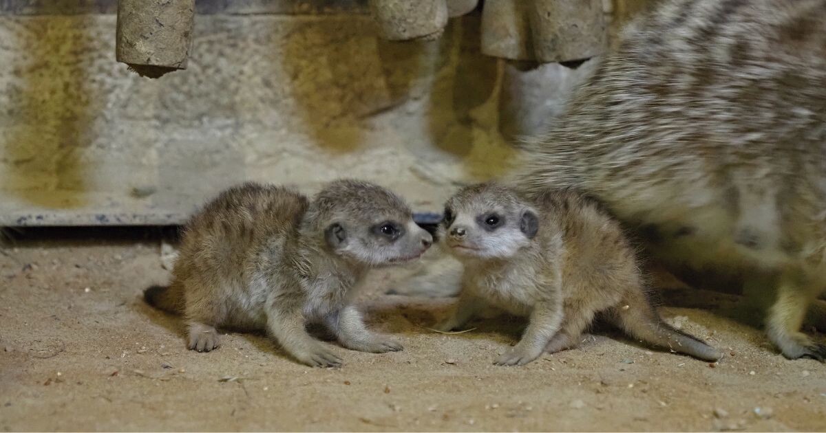 Zdroj: Zoo Olomouc