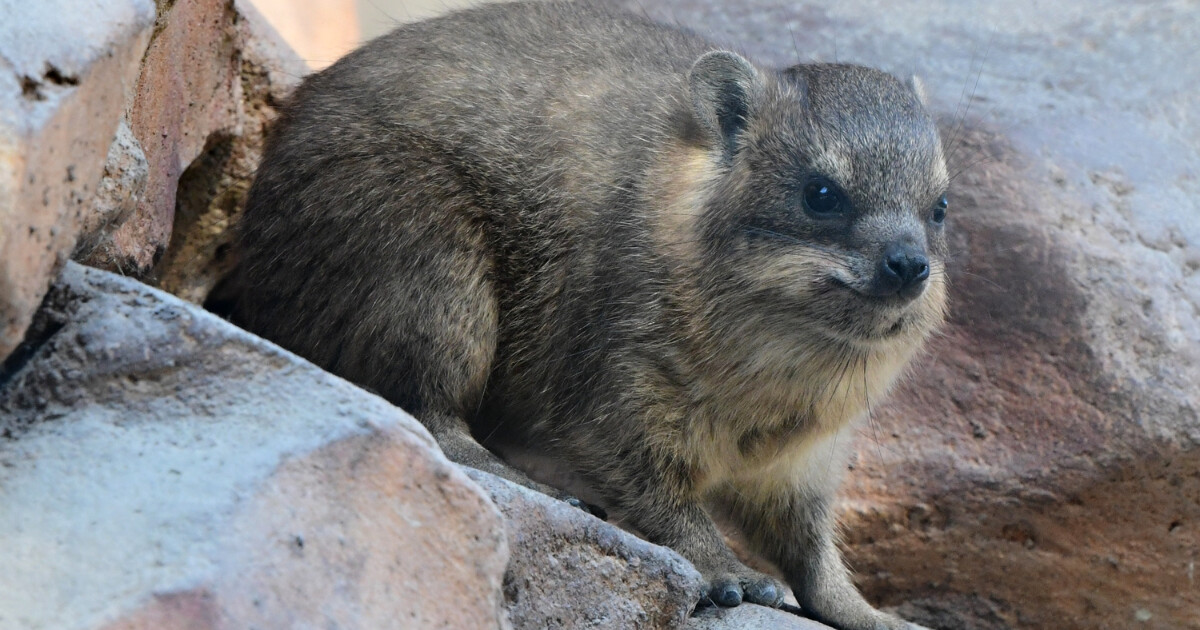 zdroj: Zoo Olomouc