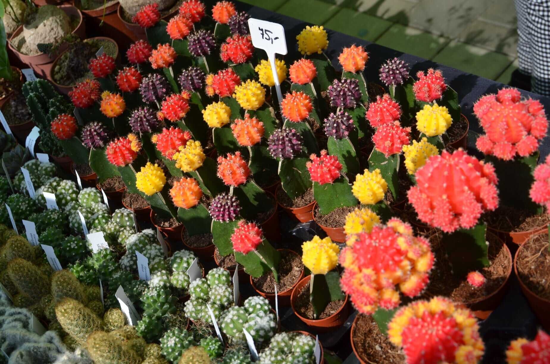 Foto: Výstaviště Flora Olomouc