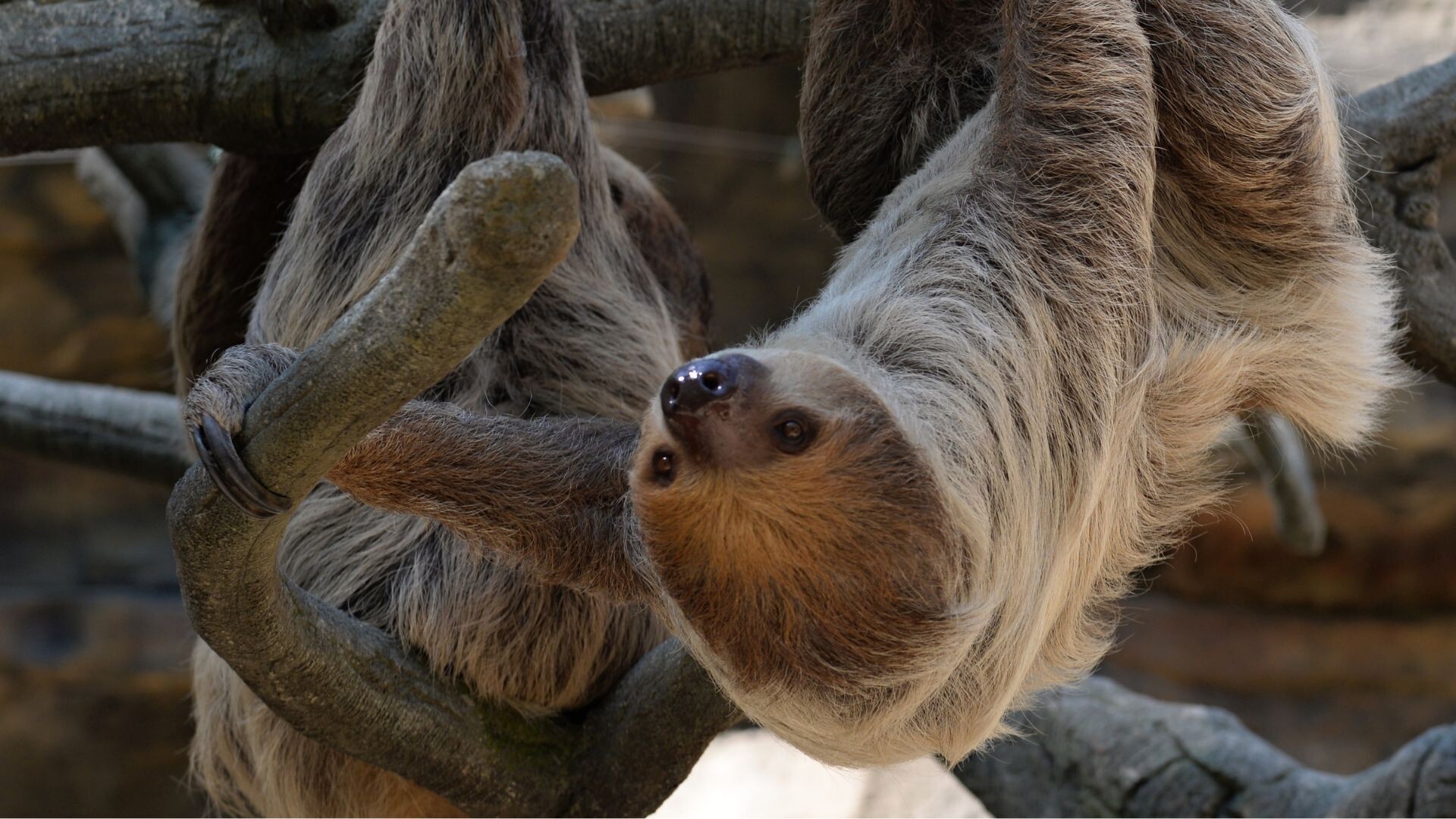 Zdroj: Zoo Olomouc