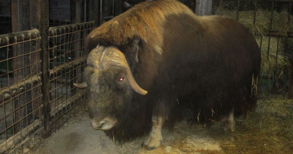Zdroj: Zoo Olomouc
